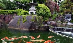 Koi by the Waterfall