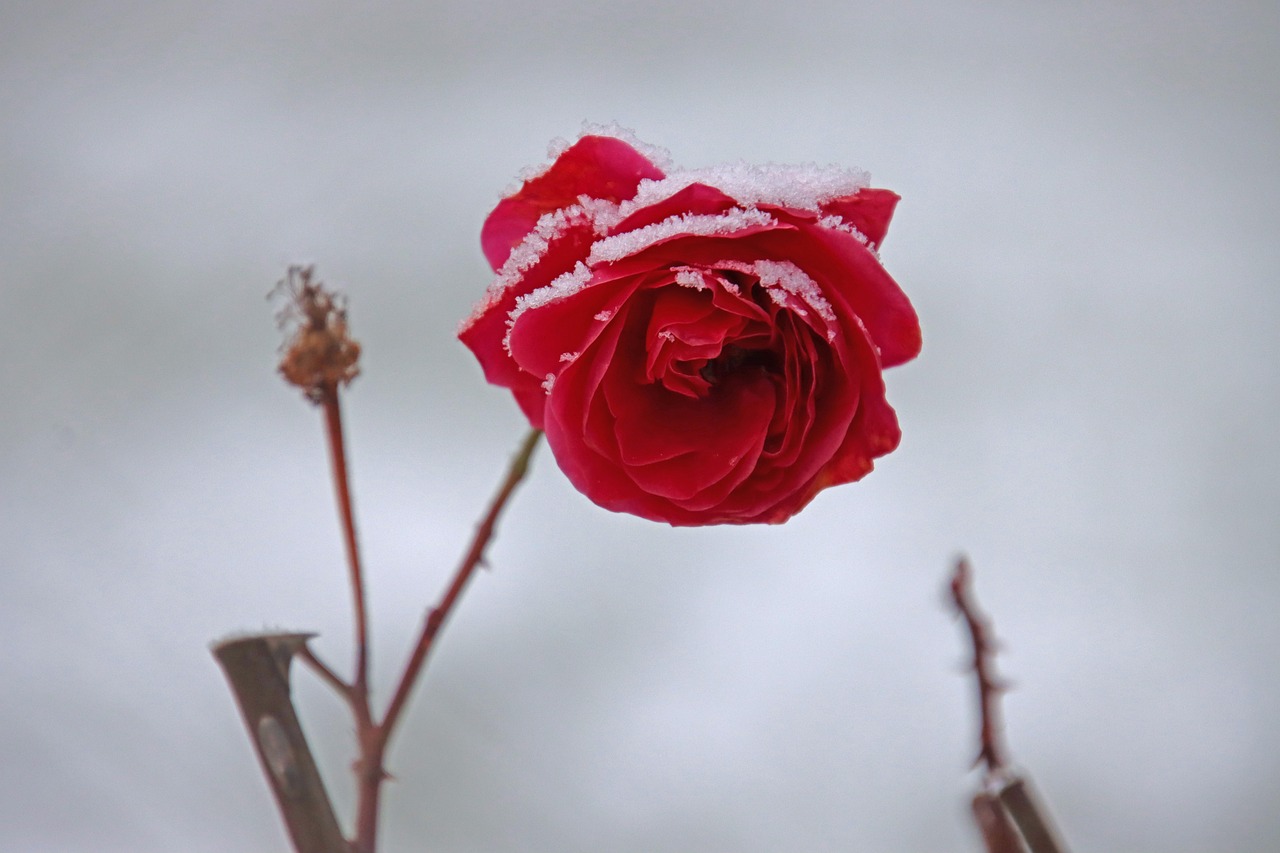 Red rose with snow