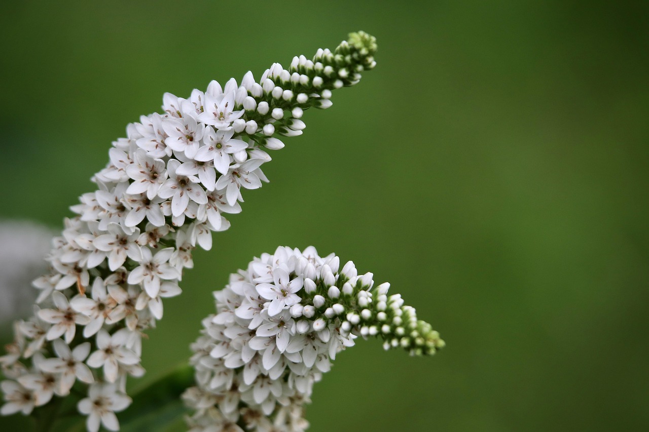 Snow‑Felberich White spike‑shaped snow‑felberich flowers